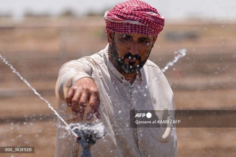 Farmers innovate to save Iraq's rice production   
